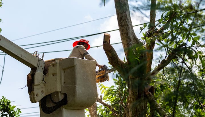 A professional chopping down a tree with a saw in Dallas, GA.