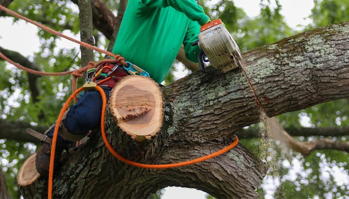 A tree being trimmed in Dallas, GA.