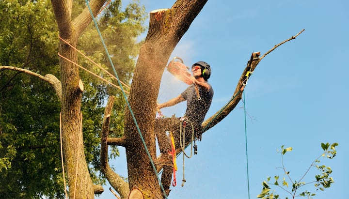 A tree trimming expert chopping down a tree in Dallas, GA.