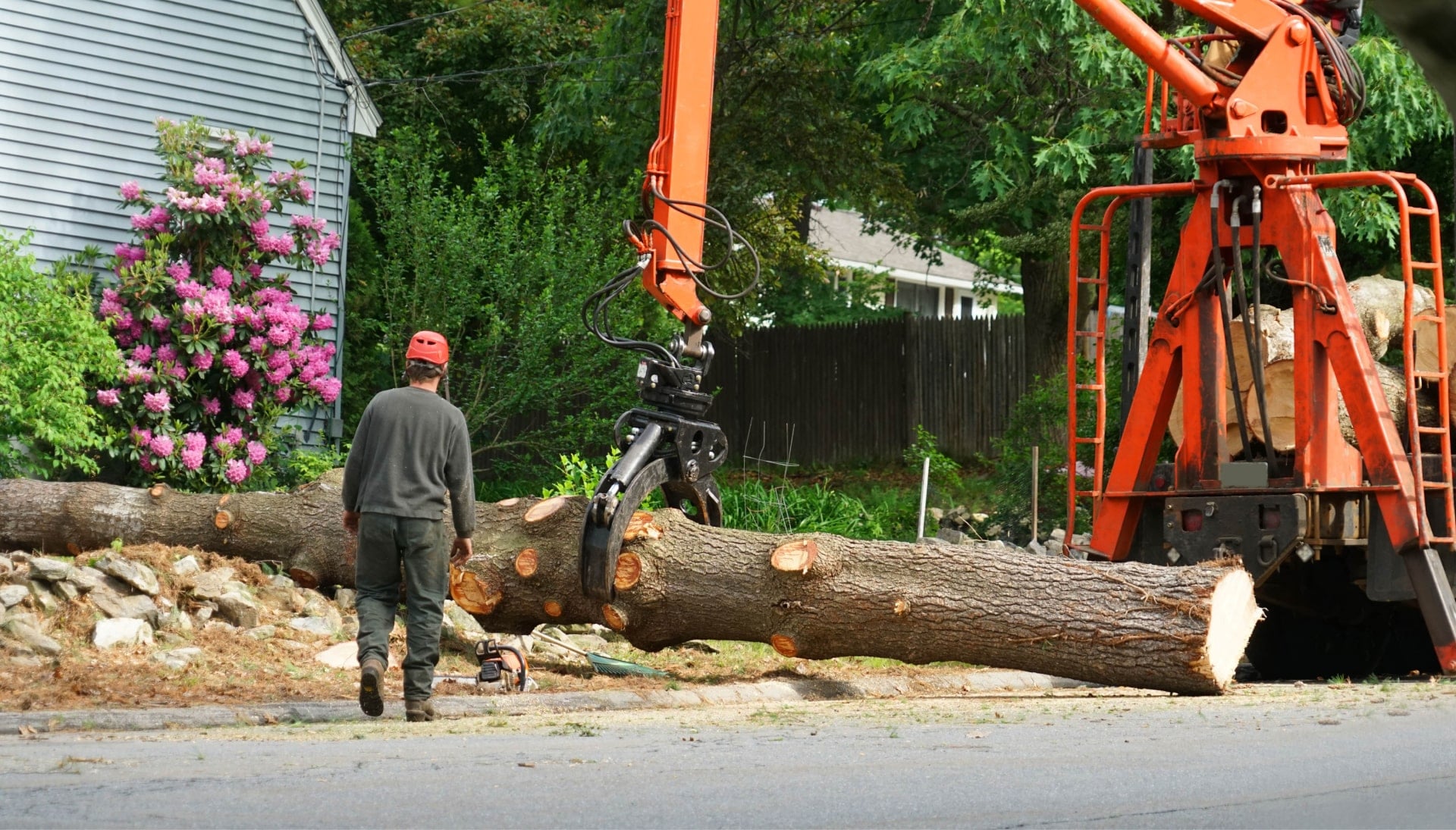 A tree knocked over by tree trimming professionals in Dallas, GA.